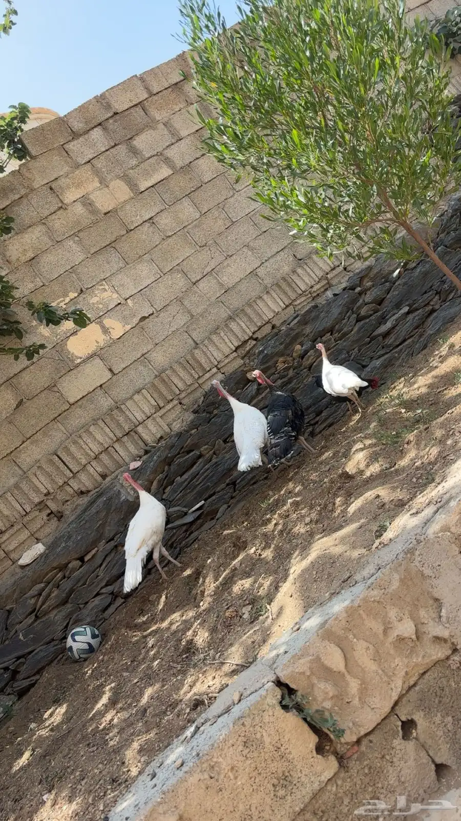 رومي العدد 7 6