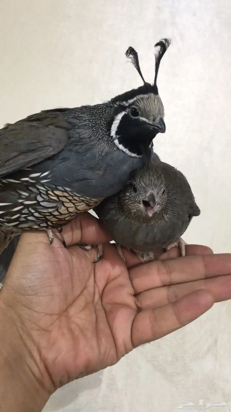 سمان كاليفورنيا 19