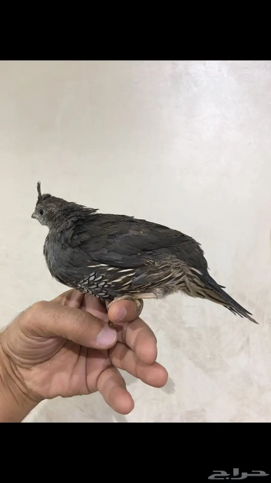 سمان كاليفورنيا 12
