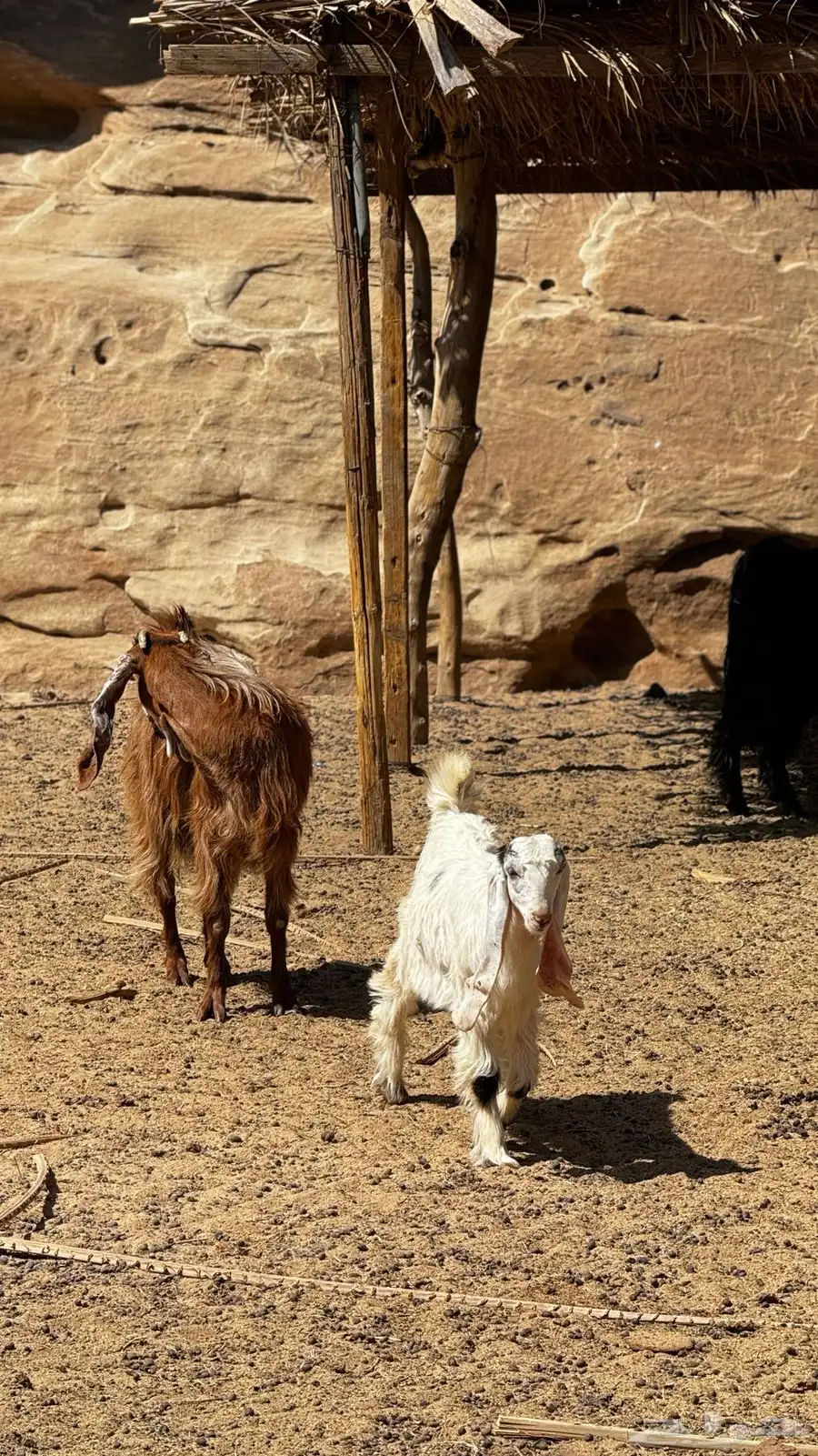 معزا وبهم 3