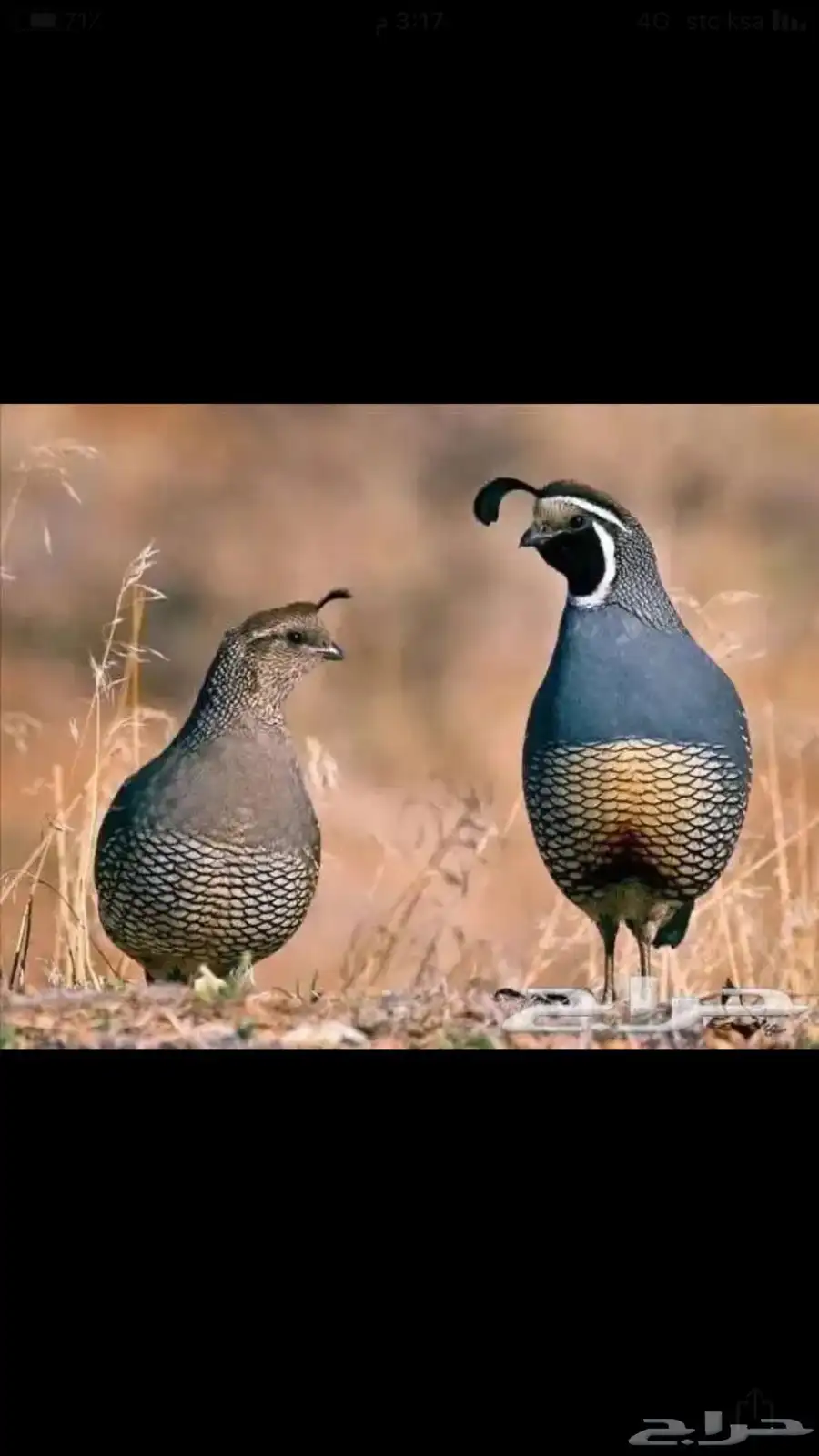 سمان كاليفورنيا 24