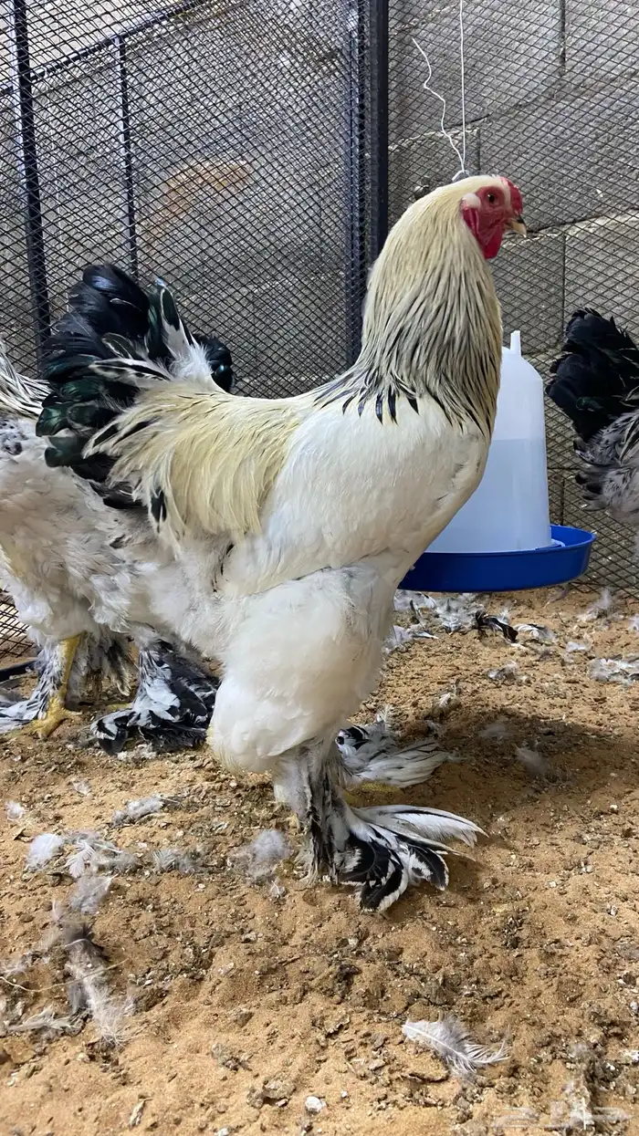دجاج براهما 2