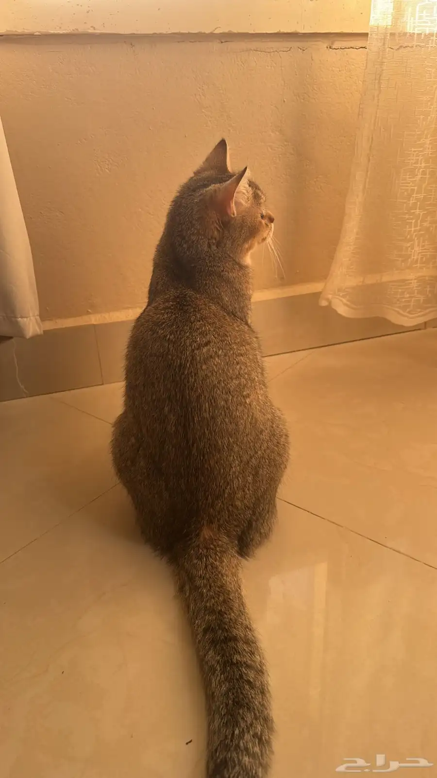 قطط 1