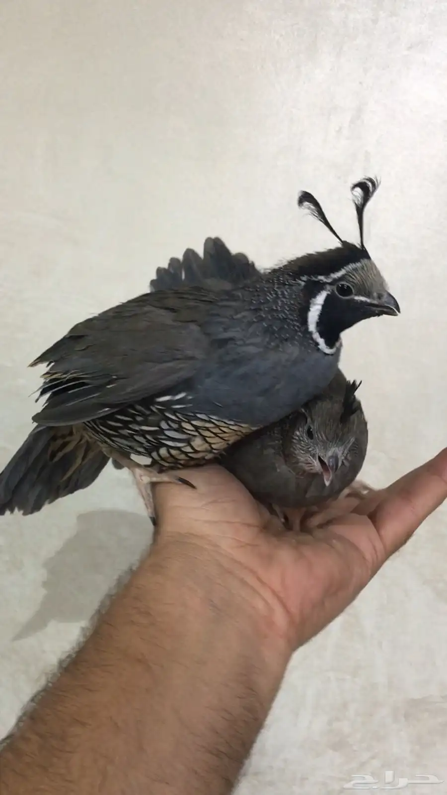 سمان كاليفورنيا 18