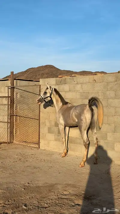 حصان شعبي 1