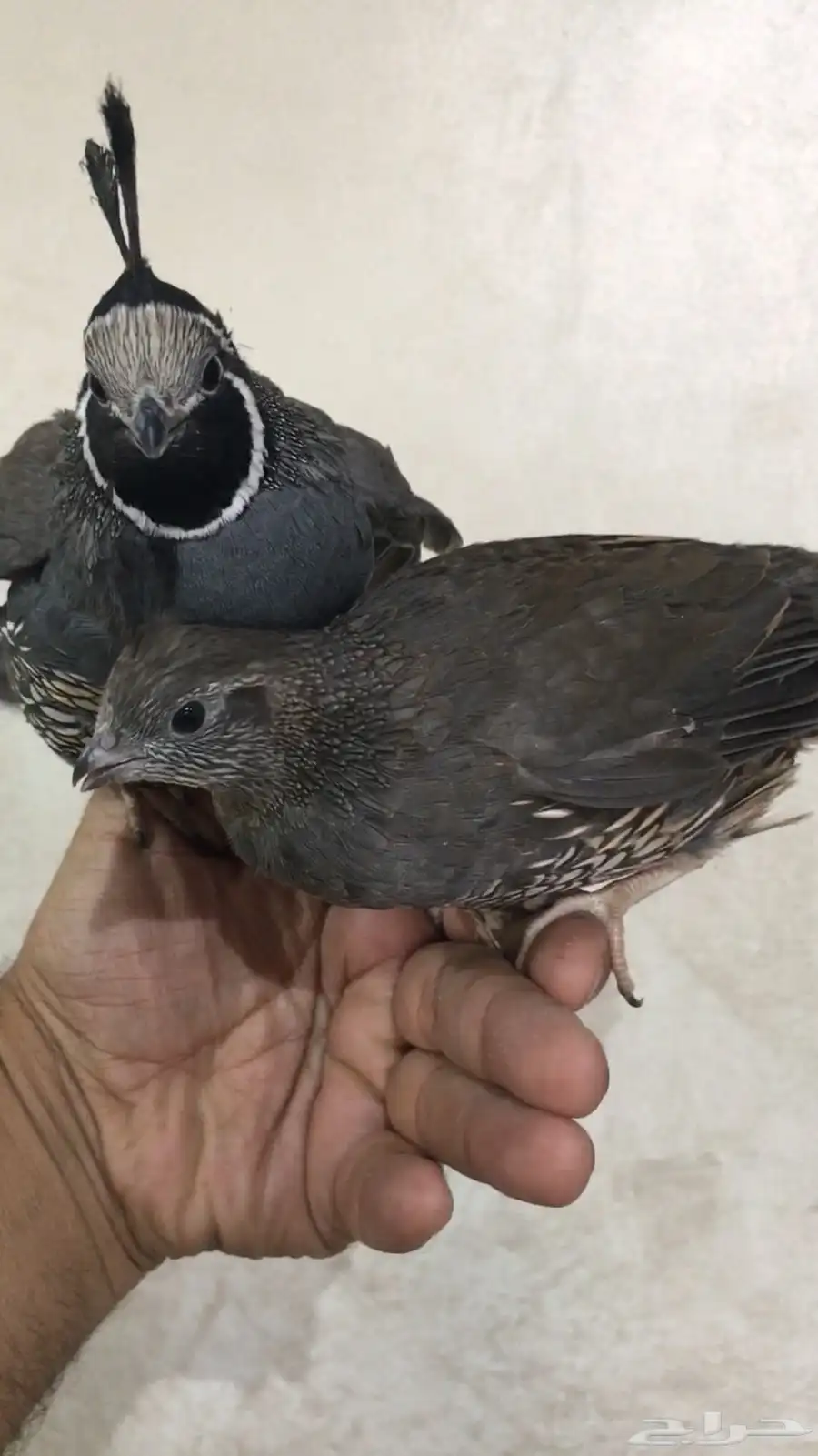 سمان كاليفورنيا 21