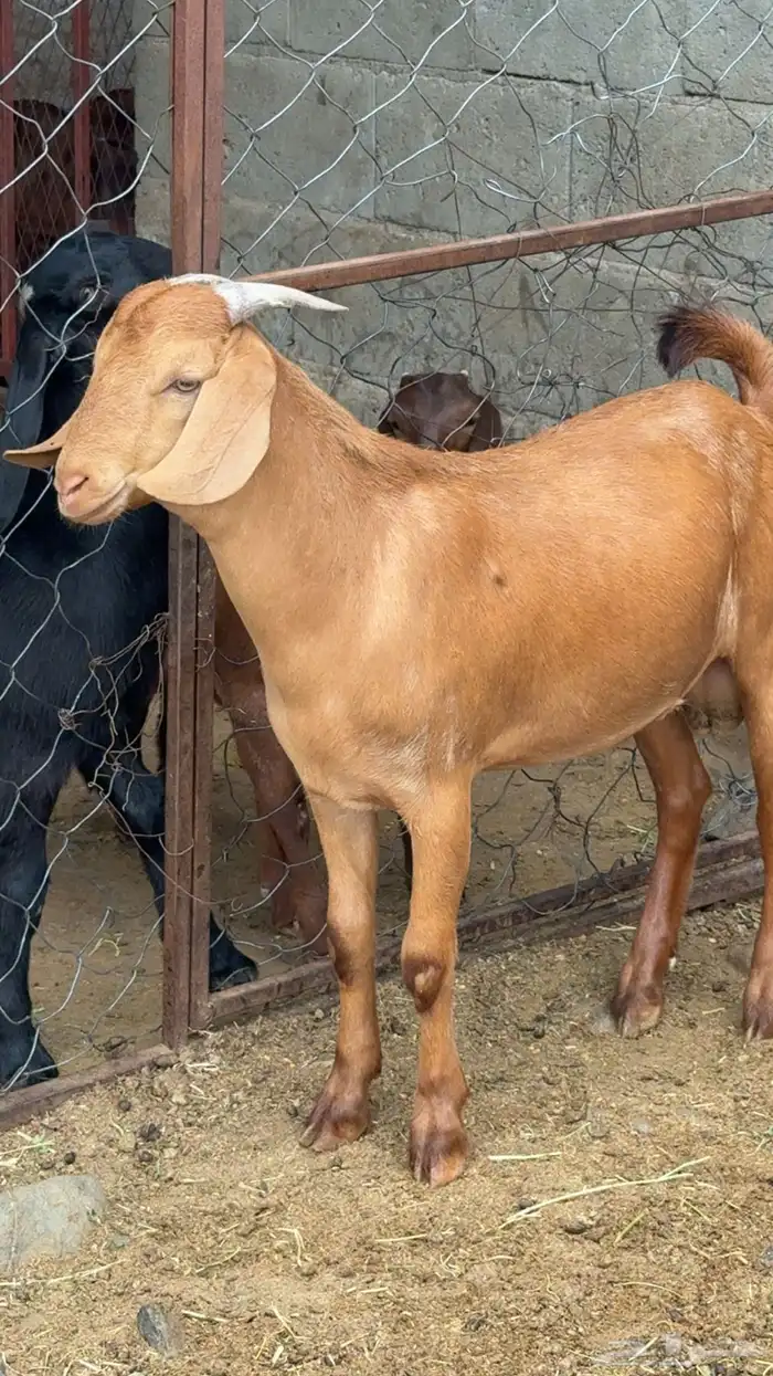 مشروع فحل هجين فاخر 2