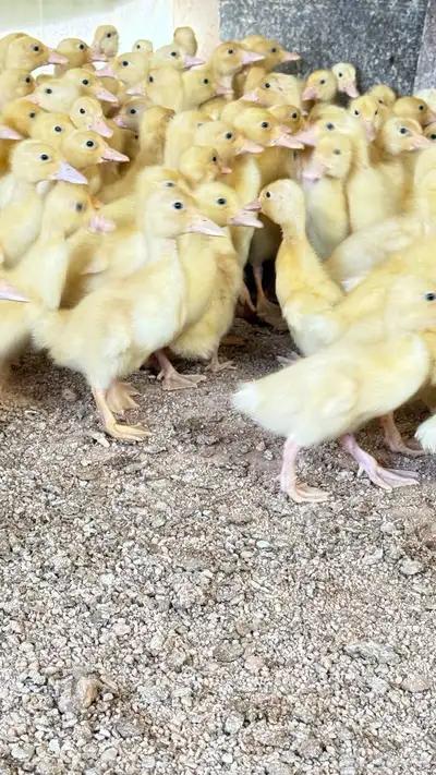 صوص بط بكيني 2