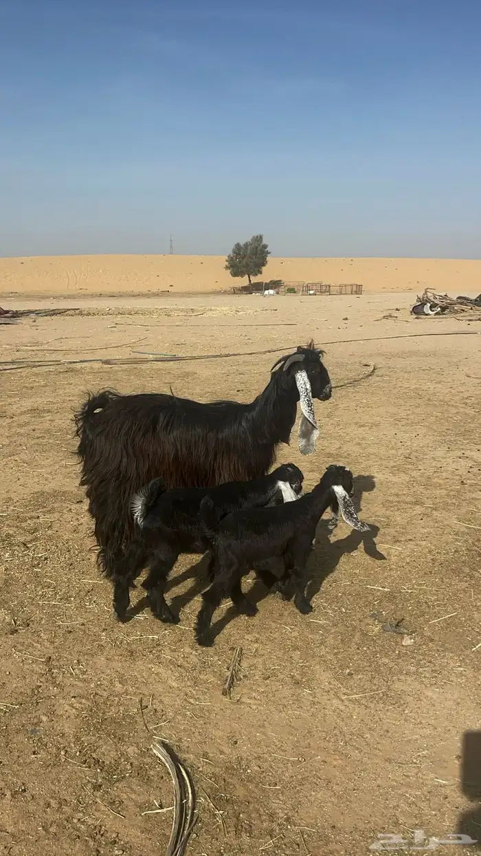 عارضيه ثنيه معها ثنين 0
