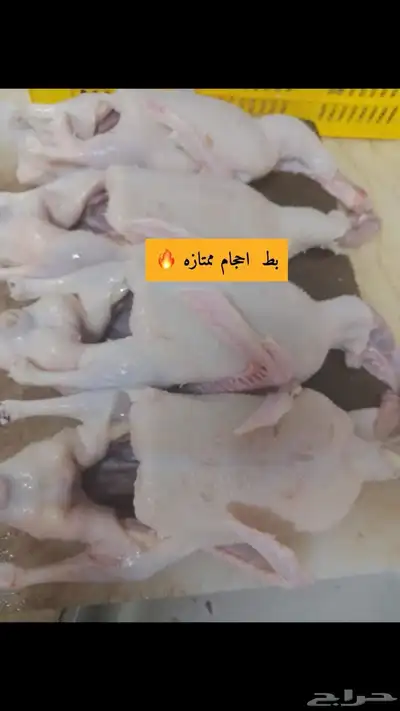 زغاليل بط وز ديك رومي دجاج لاحم 2