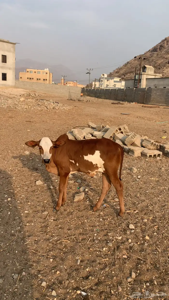 حسيل العمر شهرين ذكر وسمين 3