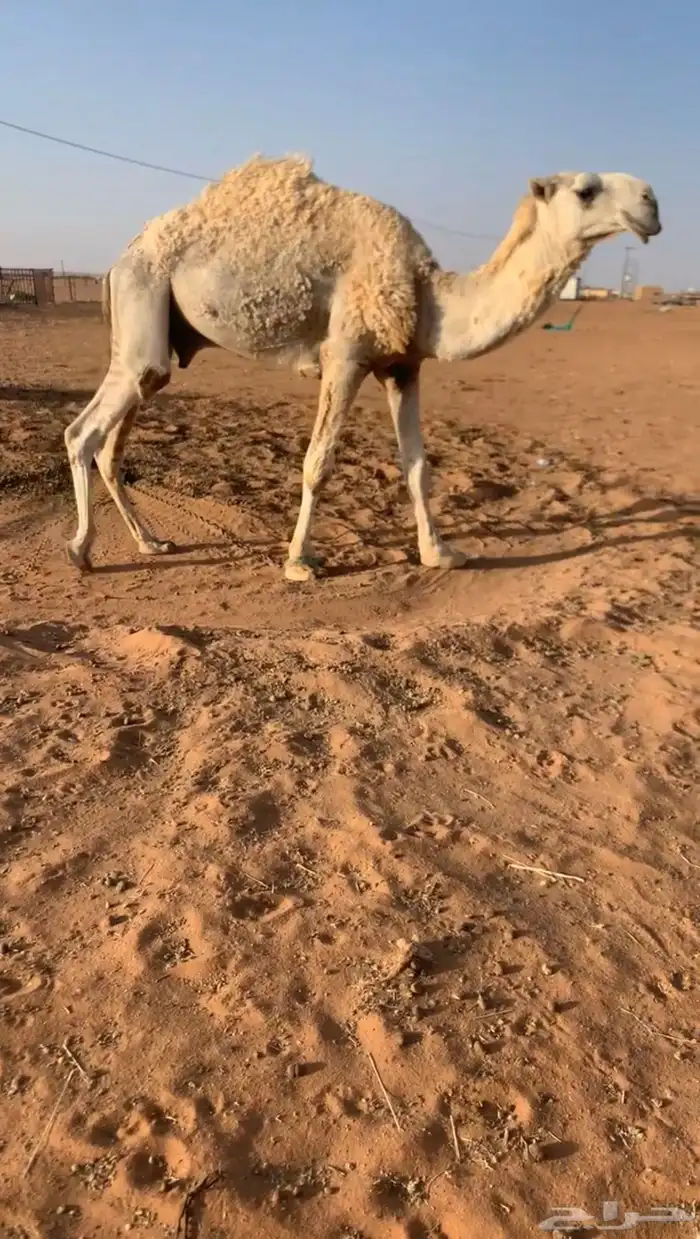 قعود 0