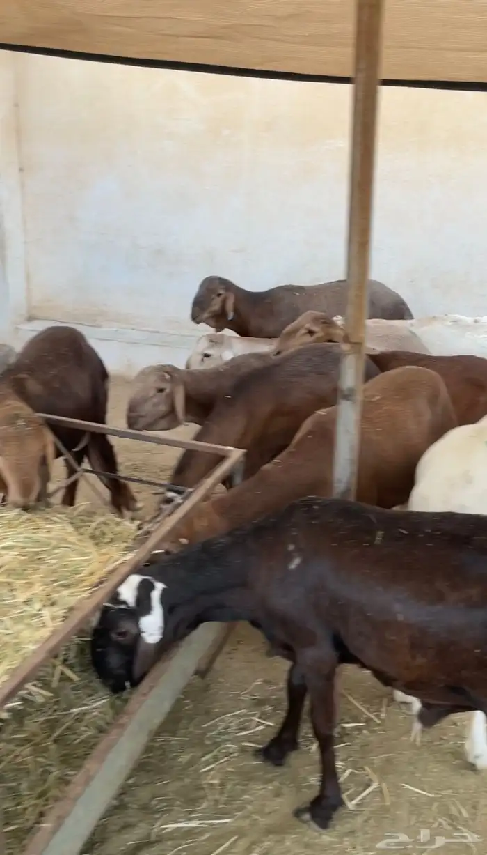 طليان سواكن مرابي كاش او عن طريق تابي 2