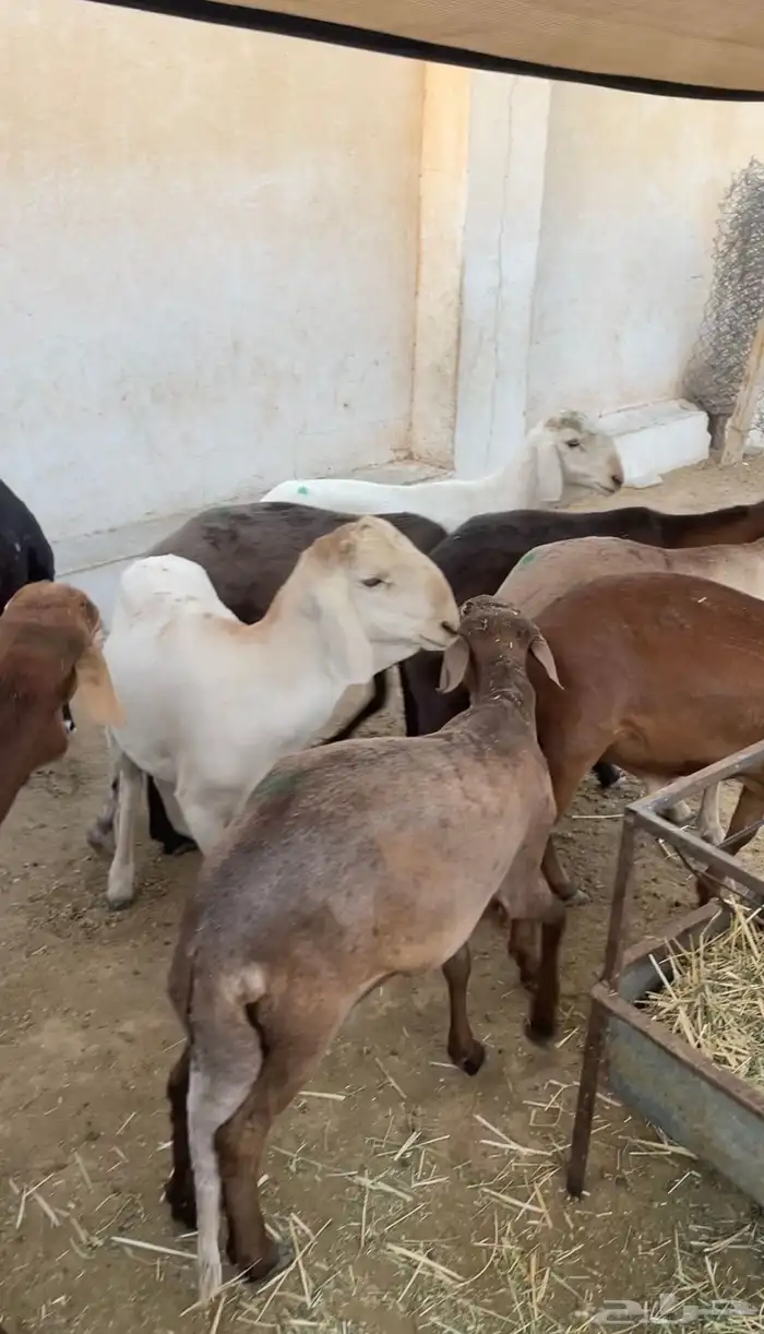 طليان سواكن مرابي كاش او عن طريق تابي 1