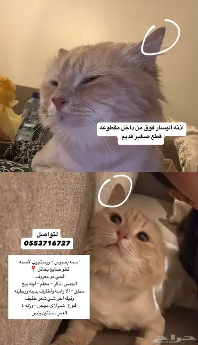 قط مفقود حائل 9