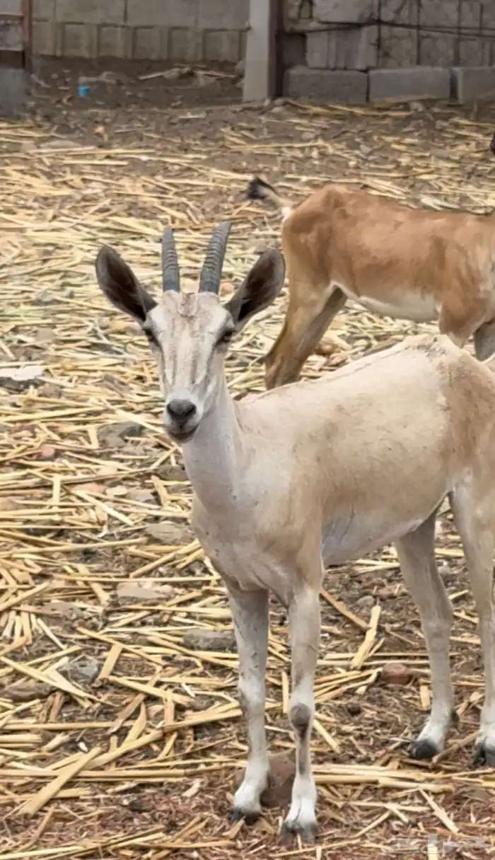 بنت وعل عمر 3 سنوات 4