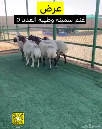 غنم نعيم البيع حيل والغنم مافحصت شرط سن وديد والغنم سمينه و 1