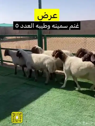 غنم نعيم البيع حيل والغنم مافحصت شرط سن وديد والغنم سمينه و 2