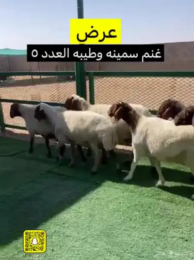 غنم نعيم البيع حيل والغنم مافحصت شرط سن وديد والغنم سمينه و 0