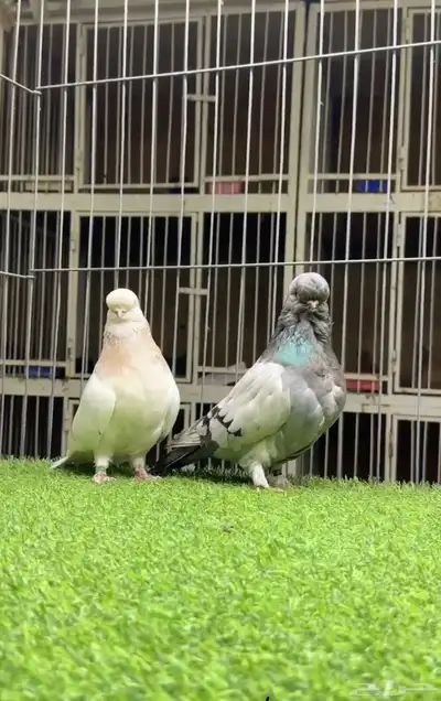 حمام لونق 1