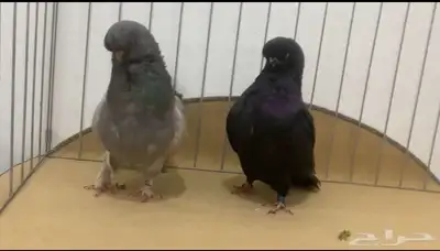 حمام لونق 2