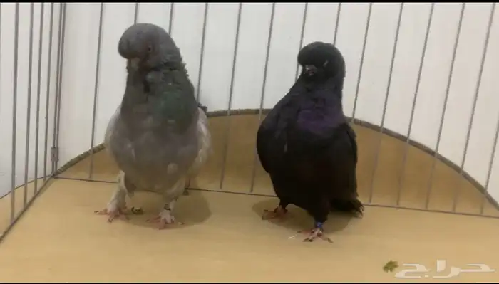 حمام لونق 2