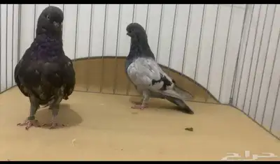 حمام لونق 4