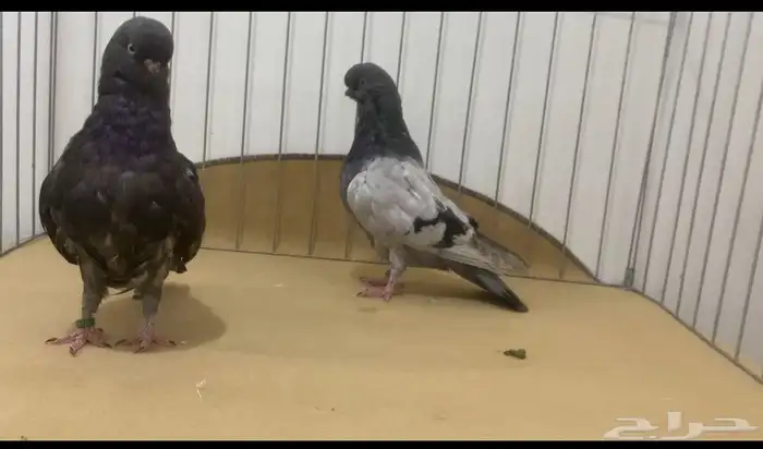 حمام لونق 4