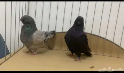 حمام لونق 3
