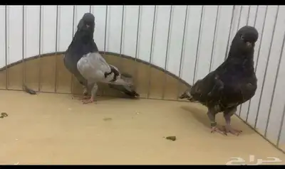 حمام لونق 5