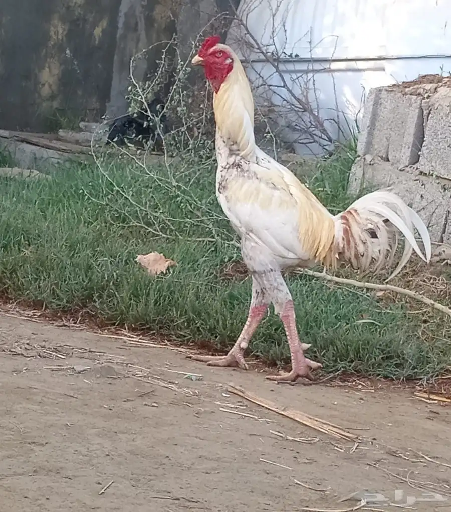 ديك باكستاني 0