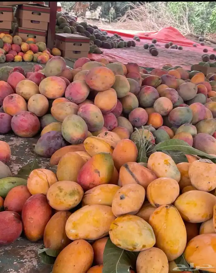 مانجو جيزاني 0