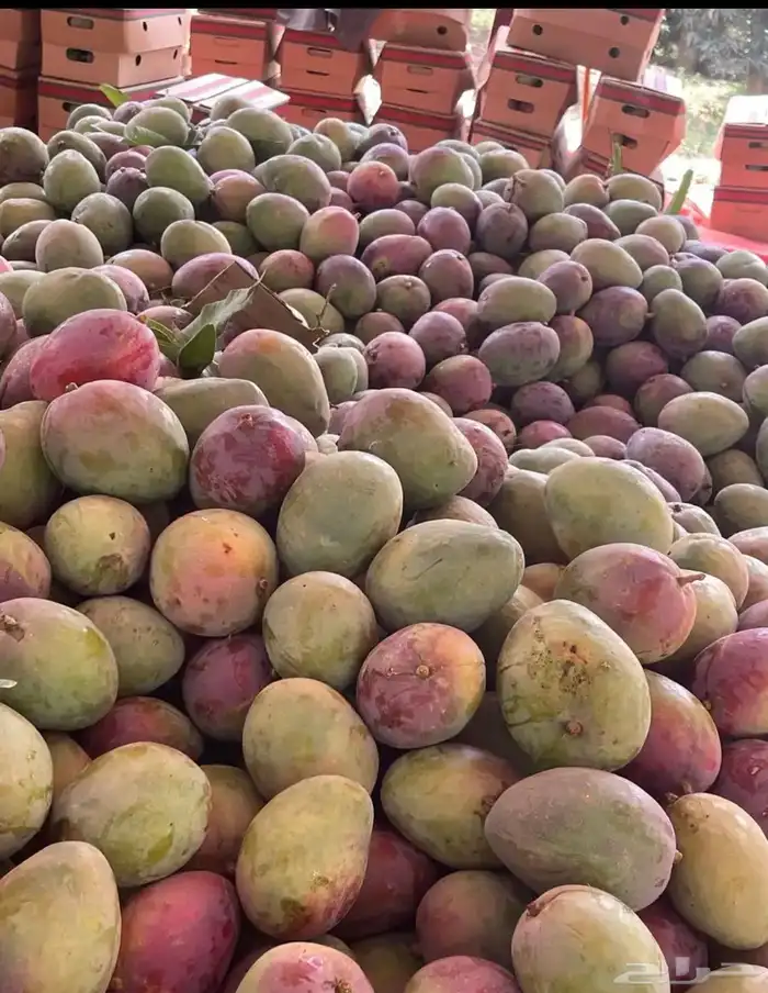 مانجو جيزاني 1