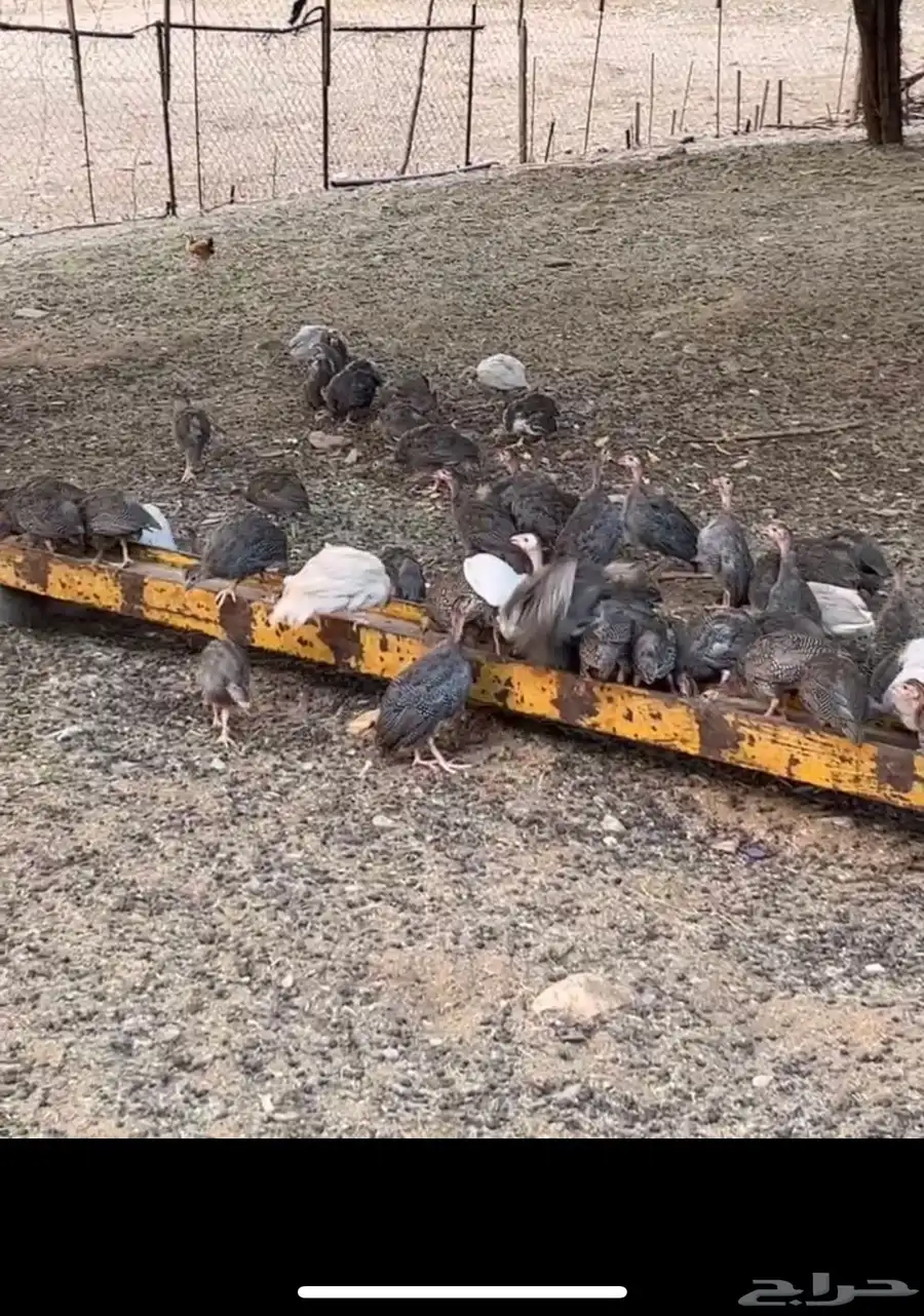 دجاج حبشي صيصان 0