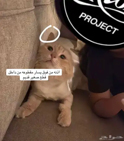 قط مفقود حائل 10