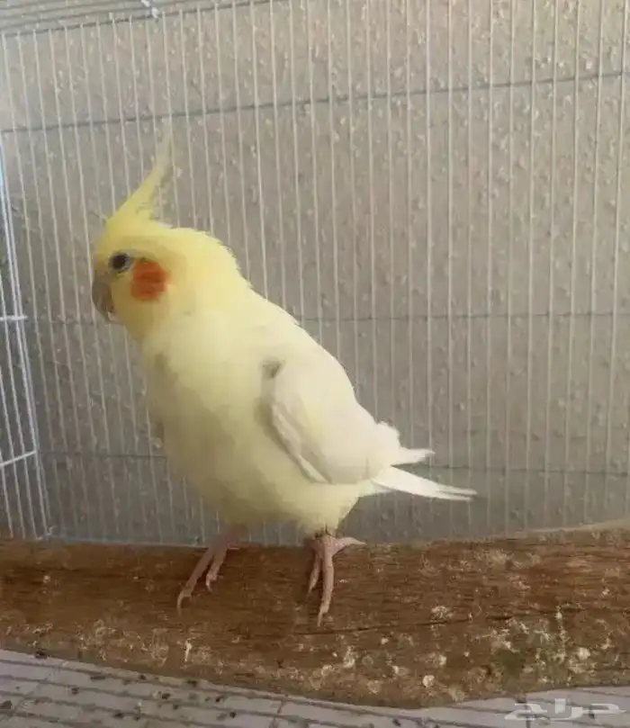 جوز كروان لاتينو كوكتيل تم البيع 1