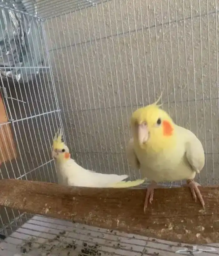 جوز كروان لاتينو كوكتيل تم البيع 2