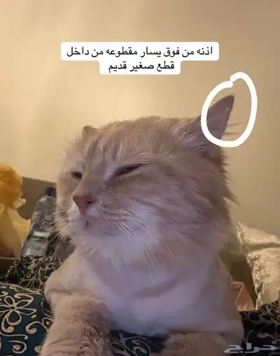 قط مفقود حائل 11