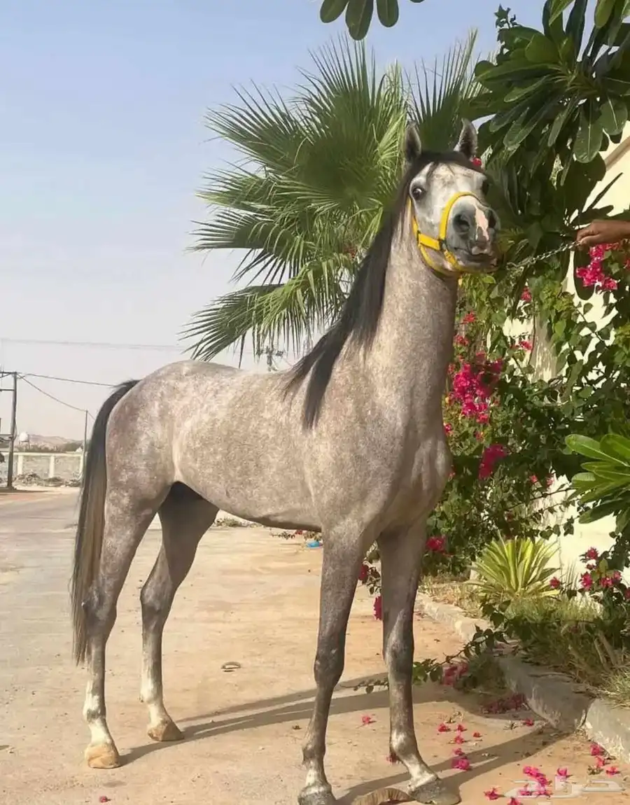 حصان عربي 0