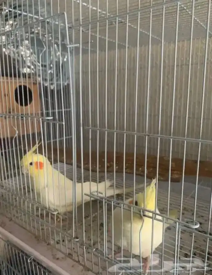 جوز كروان لاتينو كوكتيل تم البيع 3