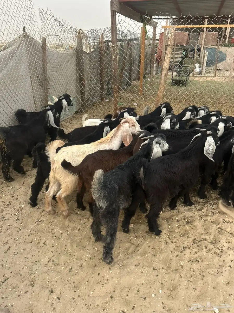 ذبايح 4