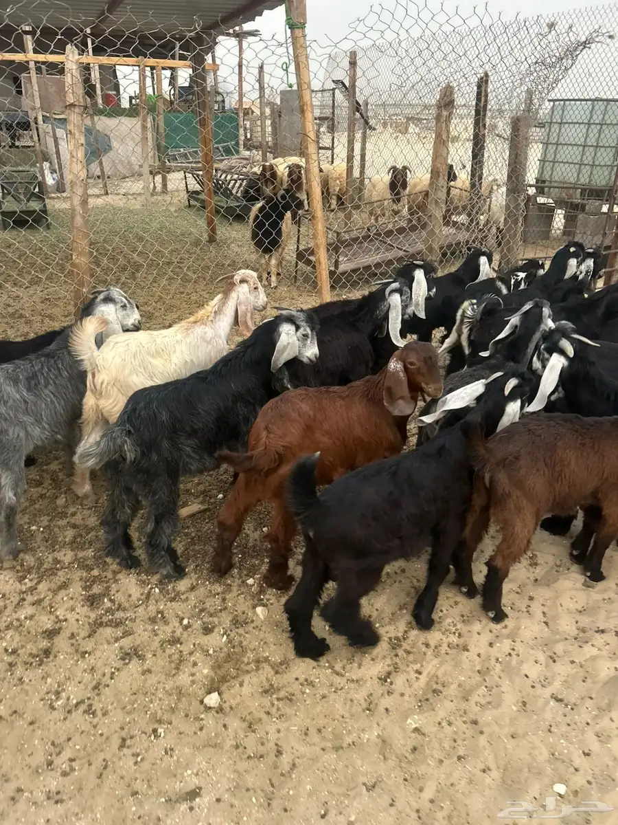 ذبايح 3