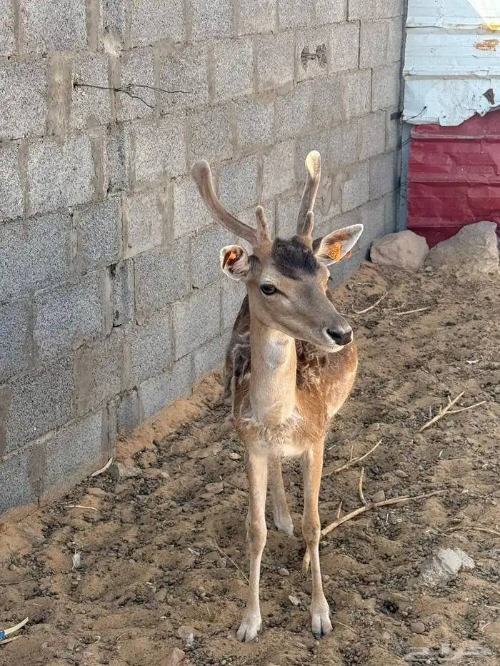 سكاك 1
