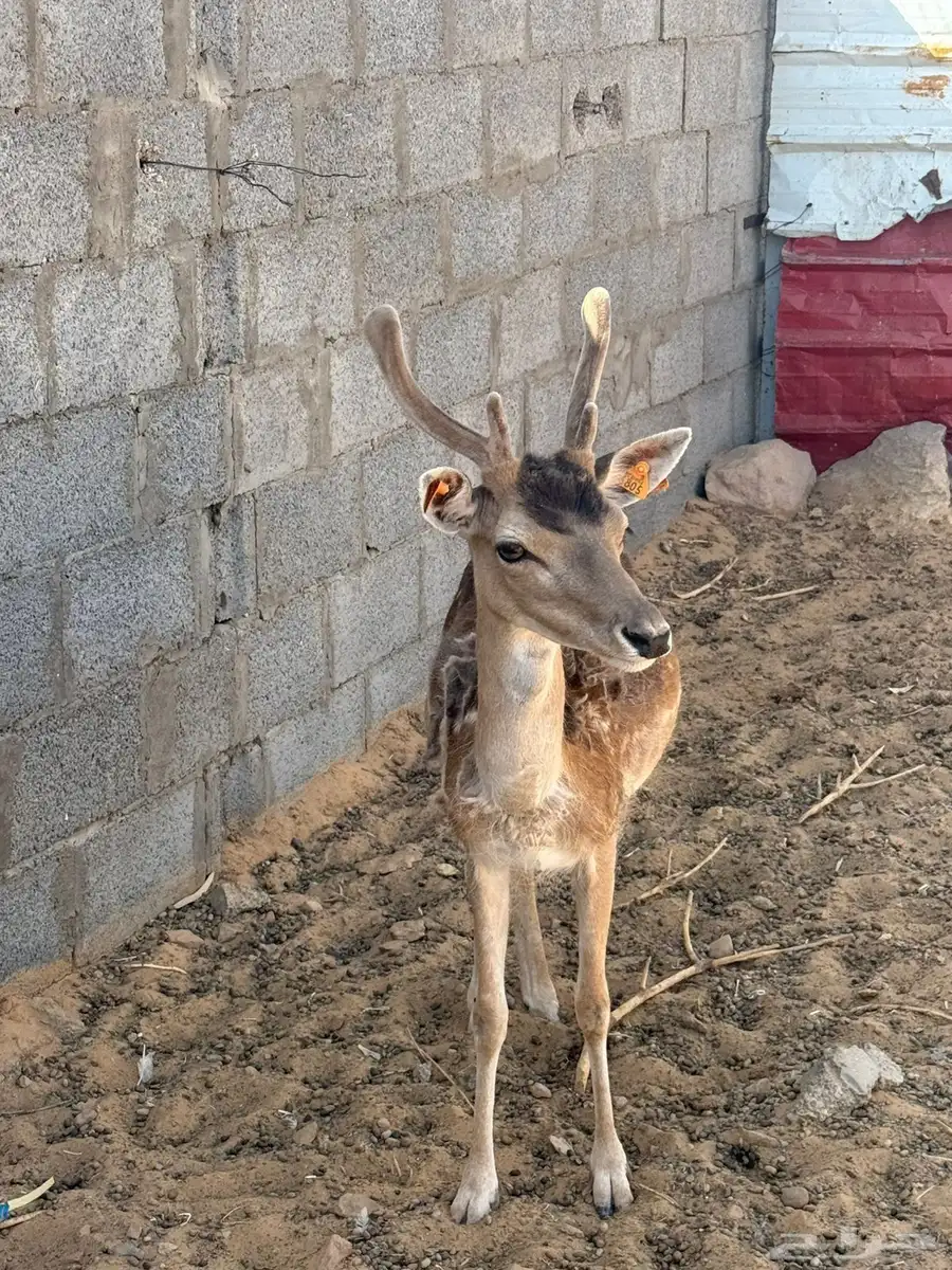 سكاك 1