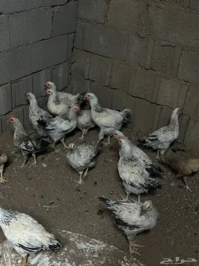 صوص دجاج فرنسي كولومبي 0