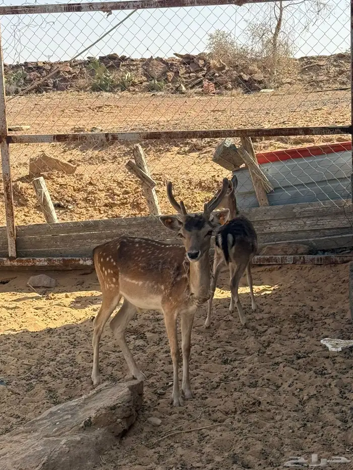 سكاك 2