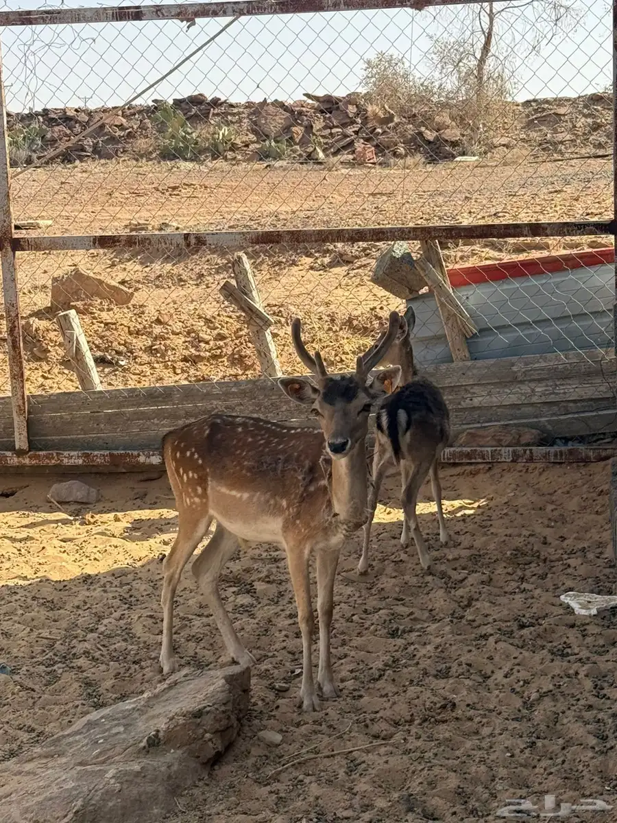 سكاك 2