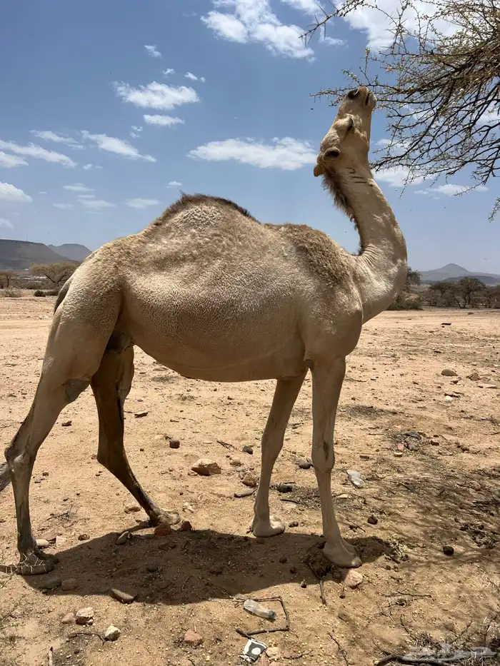 ناقه شقحاء لقحة 1