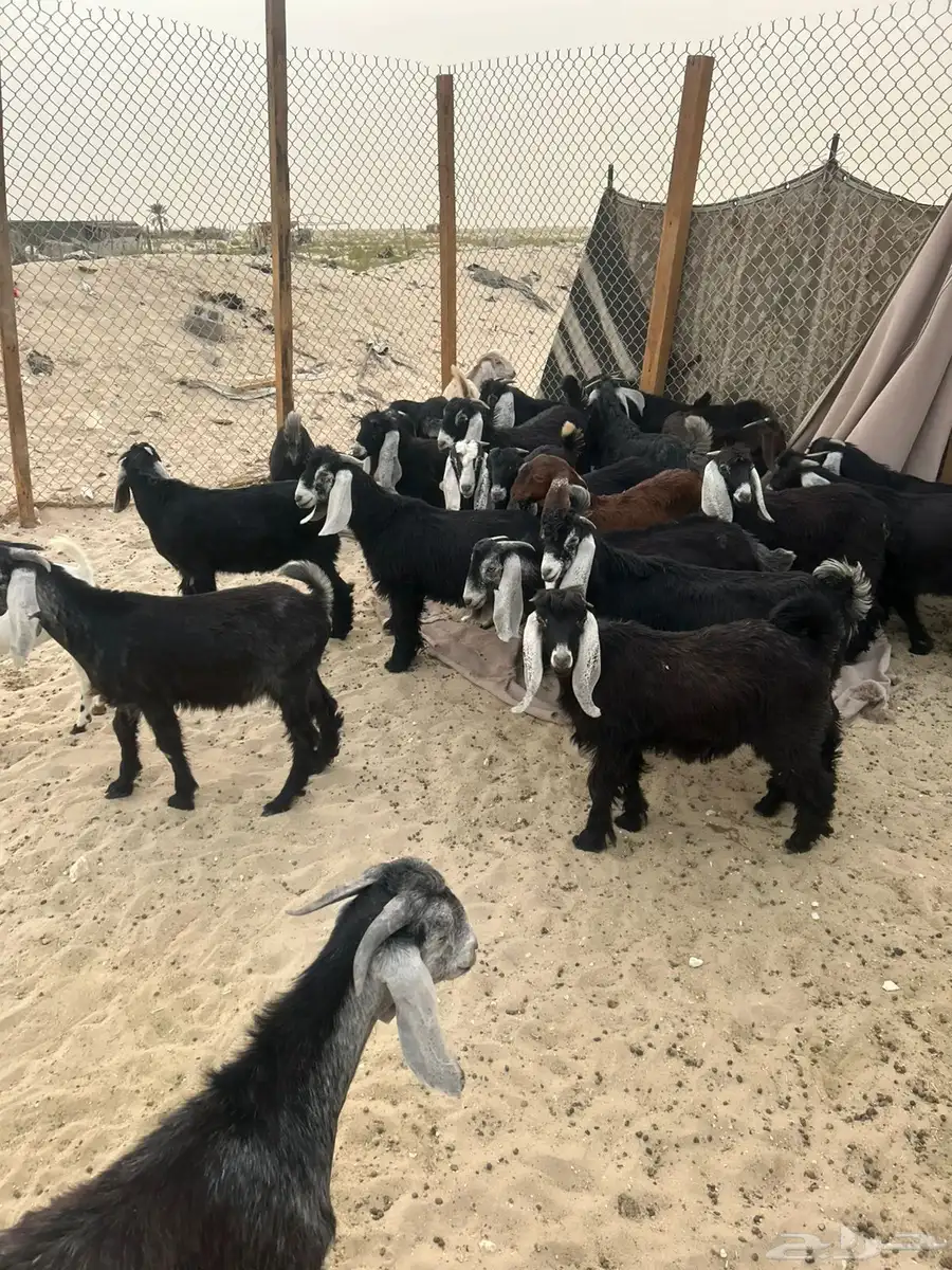 ذبايح 0