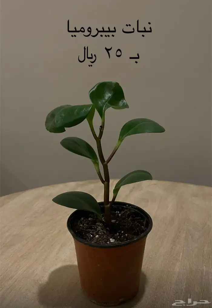 نباتات داخلية ( جدة ) 6